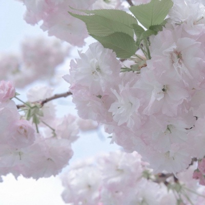 Furry插画素材合集兽圈社群